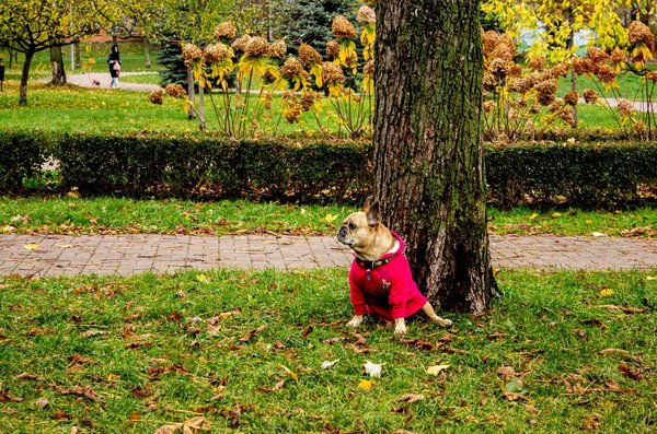 What are the mental health support options available in the UK?